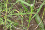 Southern pine aster